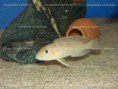 /album/neolamprologus-ventralis-chituta-wf/neolamprologus-ventralis-chituta-jpg/